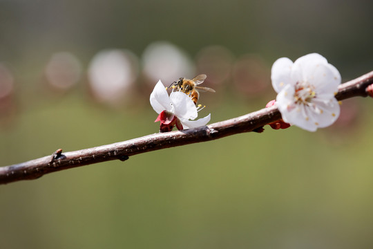 蜂恋花