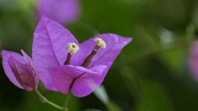 花草