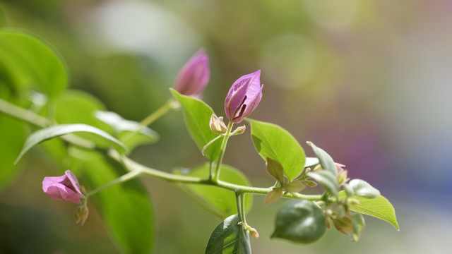 花草