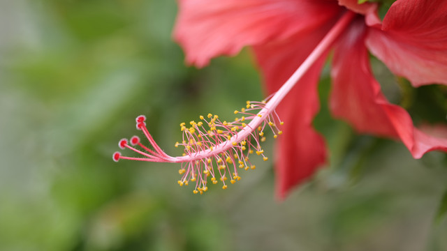 花草