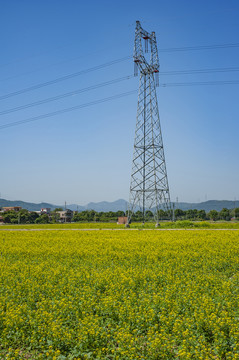 油菜花