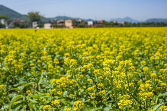 油菜花