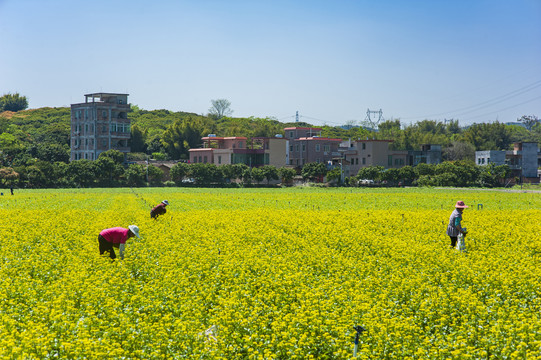 油菜花