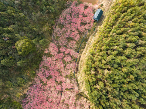 杭州市临安区米积山中国红樱花