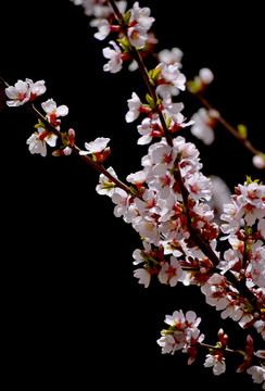 山樱桃花