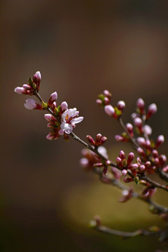 山樱桃花