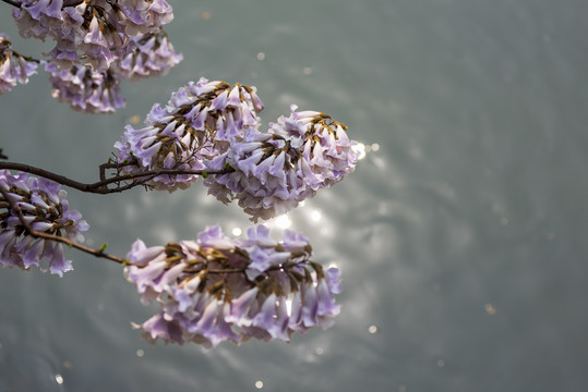 泡桐花