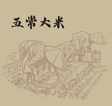 水稻插画线稿