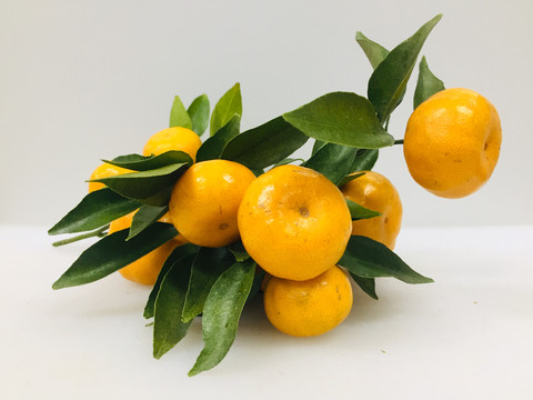 馬水桔