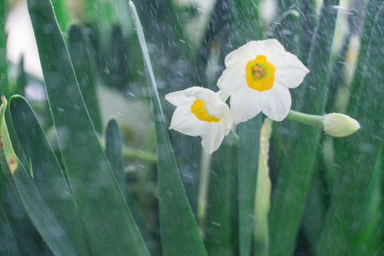 阳光下家养水仙花特写镜头