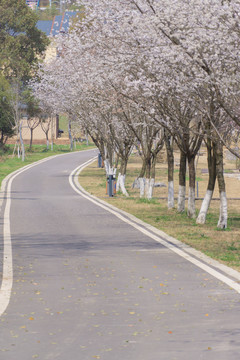 长沙园林生态园的樱花特写