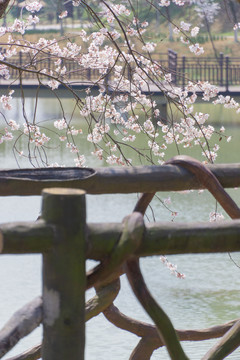 长沙园林生态园的樱花特写