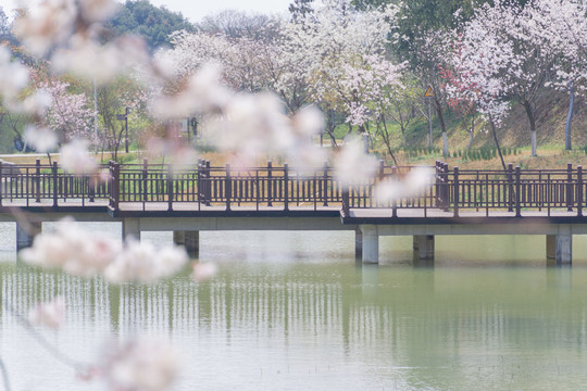 长沙园林生态园的樱花特写