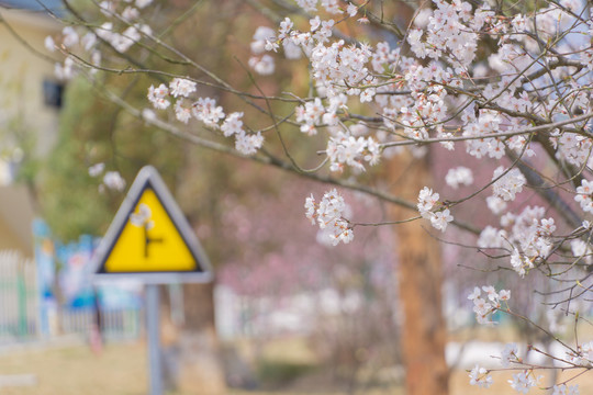 长沙园林生态园的樱花特写