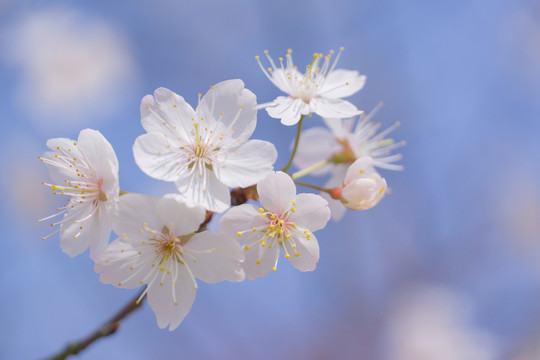 长沙园林生态园的樱花特写