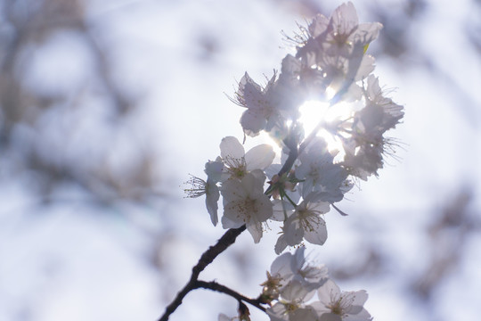 长沙园林生态园的樱花特写