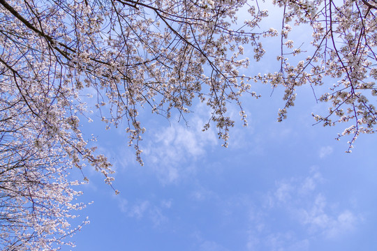 长沙园林生态园的樱花特写