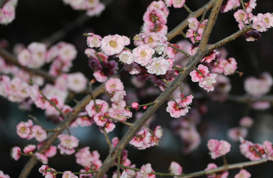 梅花