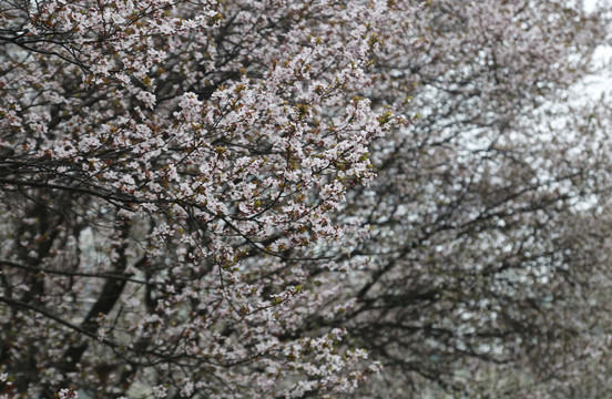 紫叶李