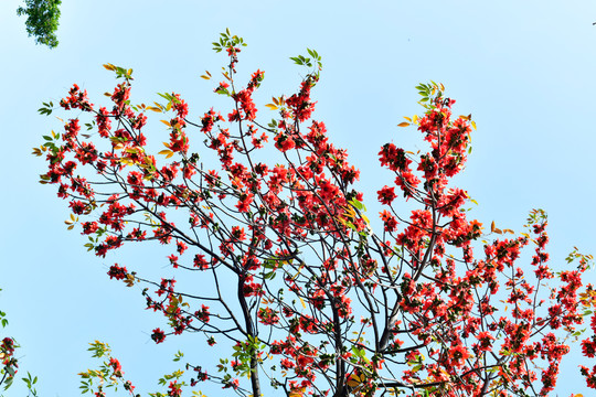 木棉花