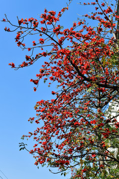 木棉花