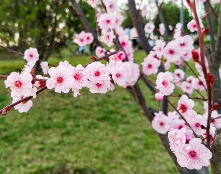 绽放的梅花花朵花苞花蕾