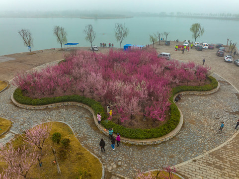 航拍龙湖湿地的梅花