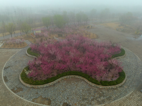 航拍龙湖湿地的梅花