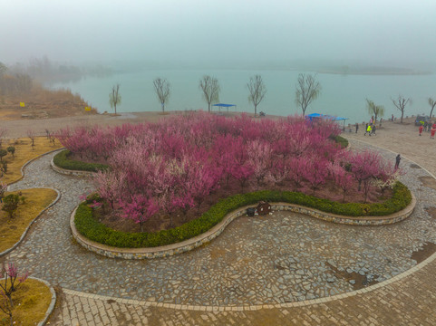 航拍龙湖湿地的梅花