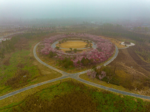 航拍龙湖湿地的梅花