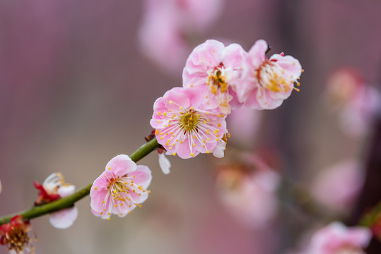 红梅花开