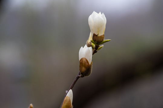 玉兰花