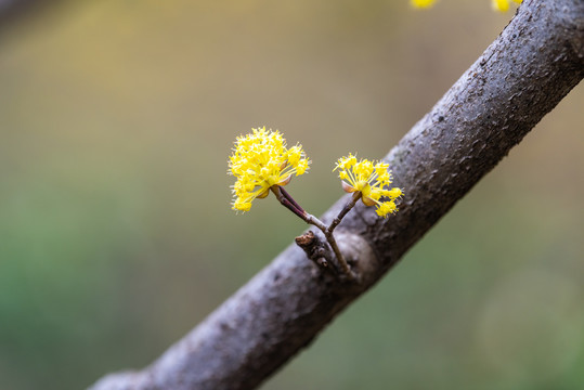 茱萸开花