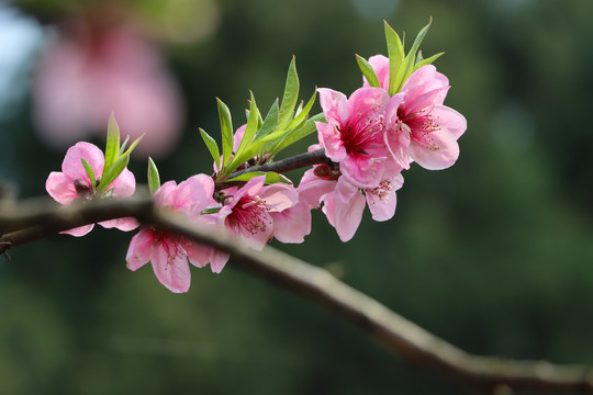 特写桃花