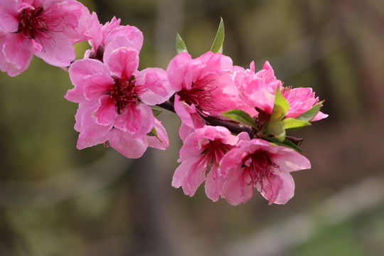 高清桃花