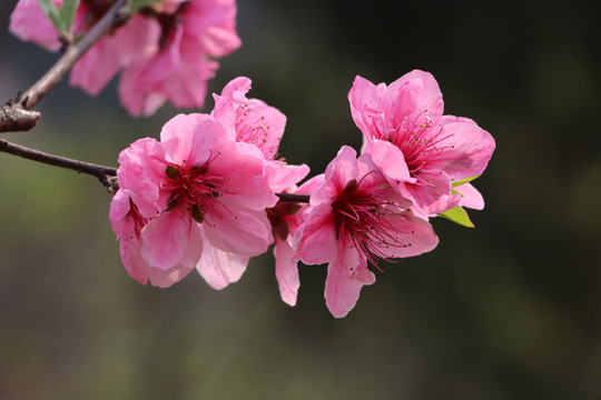 高清桃花