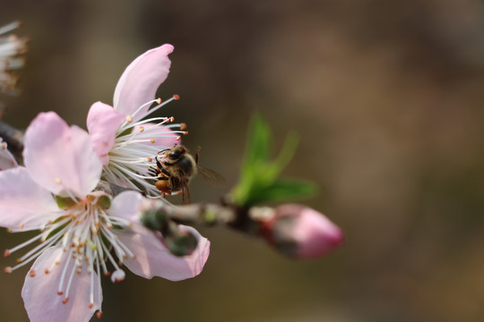 桃花