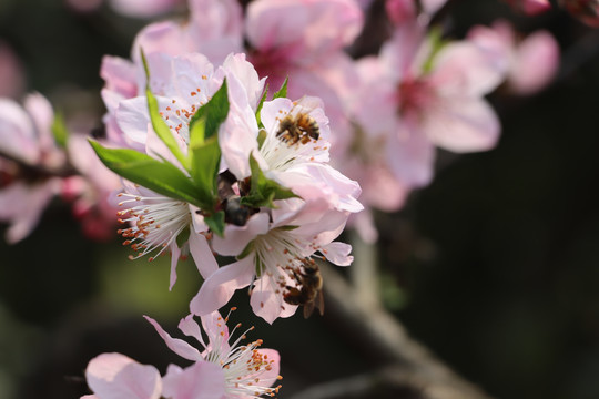 桃花