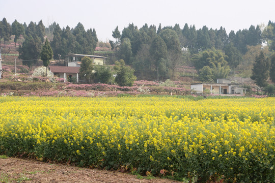 油菜花