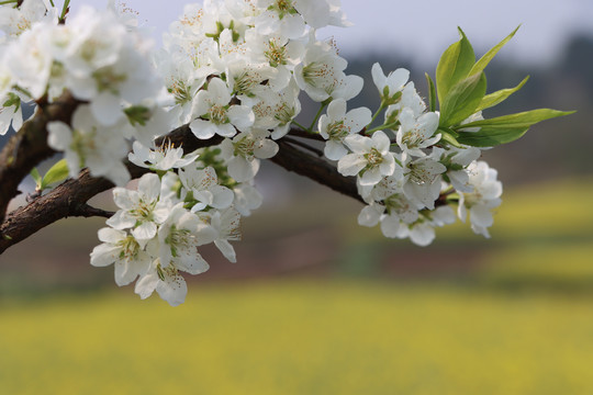 李子开花