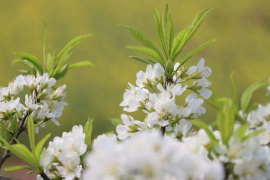 李子开花