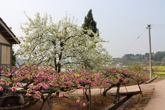 桃花园