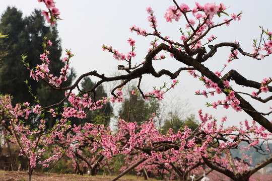 桃花园