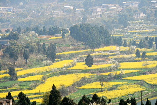 春天的田野