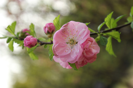 桃花