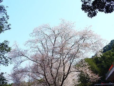 方竹寺樱花