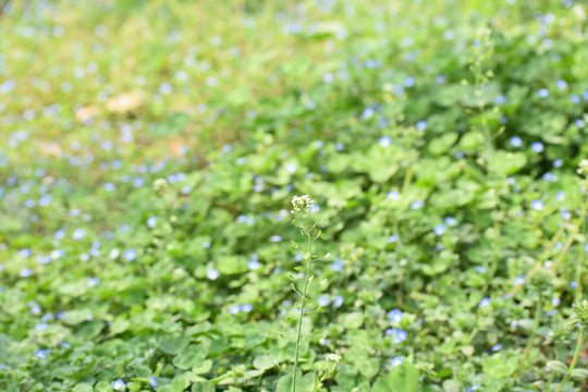 幸运草地