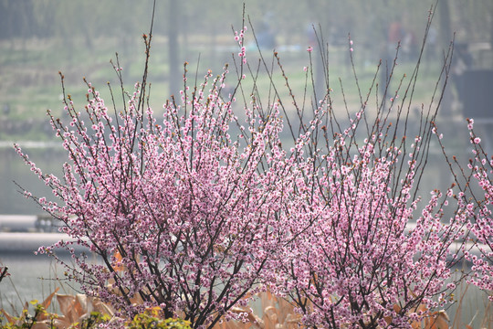 梅花