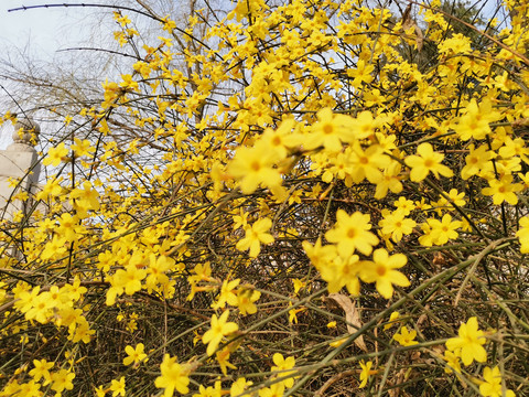 迎春花