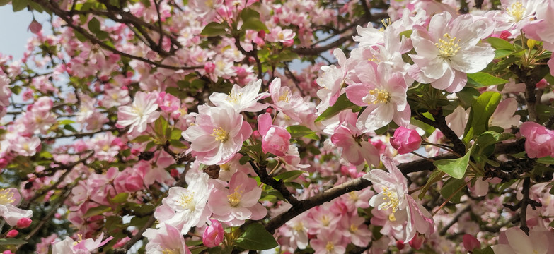 海棠花